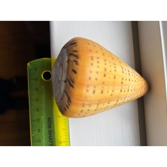 Large Natural Cone Conus Shell w Unique Spotted Pattern & Spiral Design - Picture 6 of 6